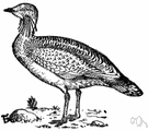 Otis tarda - largest European land bird