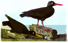 oystercatcher - black-and-white shorebird with stout legs and bill