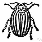 potato bug - black-and-yellow beetle that feeds in adult and larval stages on potato leaves