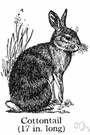 cottontail rabbit - common small rabbit of North America having greyish or brownish fur and a tail with a white underside