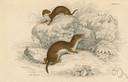 Melogale - a genus of Mustelidae