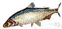 round whitefish - a whitefish with a bronze back