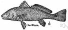 Sciaenops ocellatus - large edible fish found off coast of United States from Massachusetts to Mexico