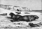 ice field - a large flat mass of ice (larger than an ice floe) floating at sea