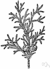 Alaska cedar - tall evergreen of the Pacific coast of North America often cultivated for ornament