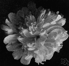 paeony - any of numerous plants widely cultivated for their showy single or double red or pink or white flowers