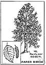 paperbark birch - small American birch with peeling white bark often worked into e.g. baskets or toy canoes