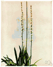 unicorn root - any of several perennials of the genus Aletris having grasslike leaves and bitter roots reputed to cure colic