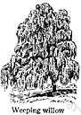 Wisconsin weeping willow