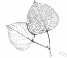 American aspen - slender aspen native to North America