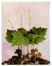 Tiarella unifoliata - plant with tiny white flowers hanging in loose clusters on leafy stems