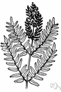 Osmund - any fern of the genus Osmunda: large ferns with creeping rhizomes