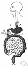 achlorhydria - an abnormal deficiency or absence of free hydrochloric acid in the gastric juice