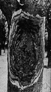 apple blight - a disease of apple trees