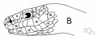 genus Coluber - racers