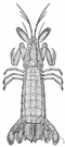 mantis shrimp - tropical marine burrowing crustaceans with large grasping appendages