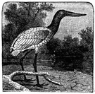 flinthead - an American stork that resembles the true ibises in having a downward-curved bill