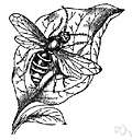 Vespa crabro - European hornet introduced into the United States