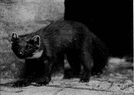pine marten - dark brown marten of northern Eurasian coniferous forests