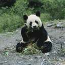 panda bear - large black-and-white herbivorous mammal of bamboo forests of China and Tibet