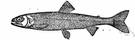 Salvelinus - brook trout
