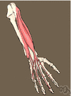 flexor - a skeletal muscle whose contraction bends a joint
