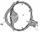 aqueous humour - the limpid fluid within the eyeball between the cornea and the lens