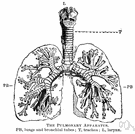 bronchial tube - either of the two main branches of the trachea