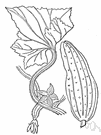 genus Cucumis - cucumbers