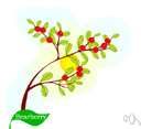 genus Arctostaphylos - bearberry