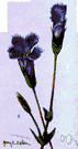 bluebell - one of the most handsome prairie wildflowers having large erect bell-shaped bluish flowers