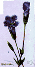 prairie gentian - one of the most handsome prairie wildflowers having large erect bell-shaped bluish flowers