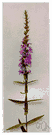 spiked loosestrife - marsh herb with a long spike of purple flowers