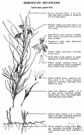 Asclepias subverticillata - milkweed of southwestern United States and Mexico