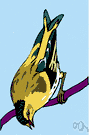 Carduelis spinus - small yellow-and-black Eurasian finch with a sharp beak