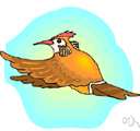 clay-colored robin - robin of Mexico and Central America
