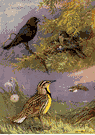 Sturnella magna - a meadowlark of eastern North America