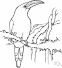 Aulacorhyncus - a genus of Ramphastidae