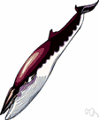 baleen whale - whale with plates of whalebone along the upper jaw for filtering plankton from the water