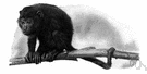 Alouatta - howler monkeys
