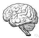 association area - cortical areas that are neither motor or sensory but are thought to be involved in higher processing of information