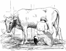 dairymaid - a woman who works in a dairy