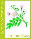 albizzia - any of numerous trees of the genus Albizia
