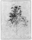 genus Cycloloma - a caryophyllaceous genus of the family Chenopodiaceae