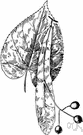 white basswood - American basswood of the Allegheny region