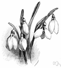Amaryllidaceae - snowdrop