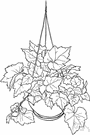 Tolmiea - one species: pickaback plant