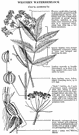 genus Cicuta - small genus of perennial herbs having deadly poisonous tuberous roots: water hemlock