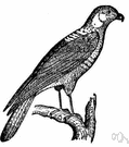 Polyborus plancus - South American caracara