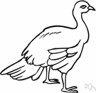 afropavo - both sexes are brightly colored